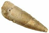 Fossil Spinosaurus Tooth - Real Dinosaur Tooth #268432-1